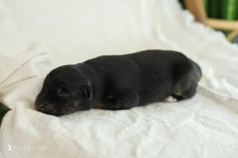 Puppy 5, a female Australian Shepherd for sale in Avoca, IA – Photo 1 of 4