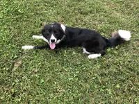 Patty, a female Border Collie for sale in Augusta, WV – 4 of 5