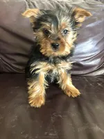 Canyon, a male Yorkshire Terrier for sale in Augusta, WV – 1 of 8
