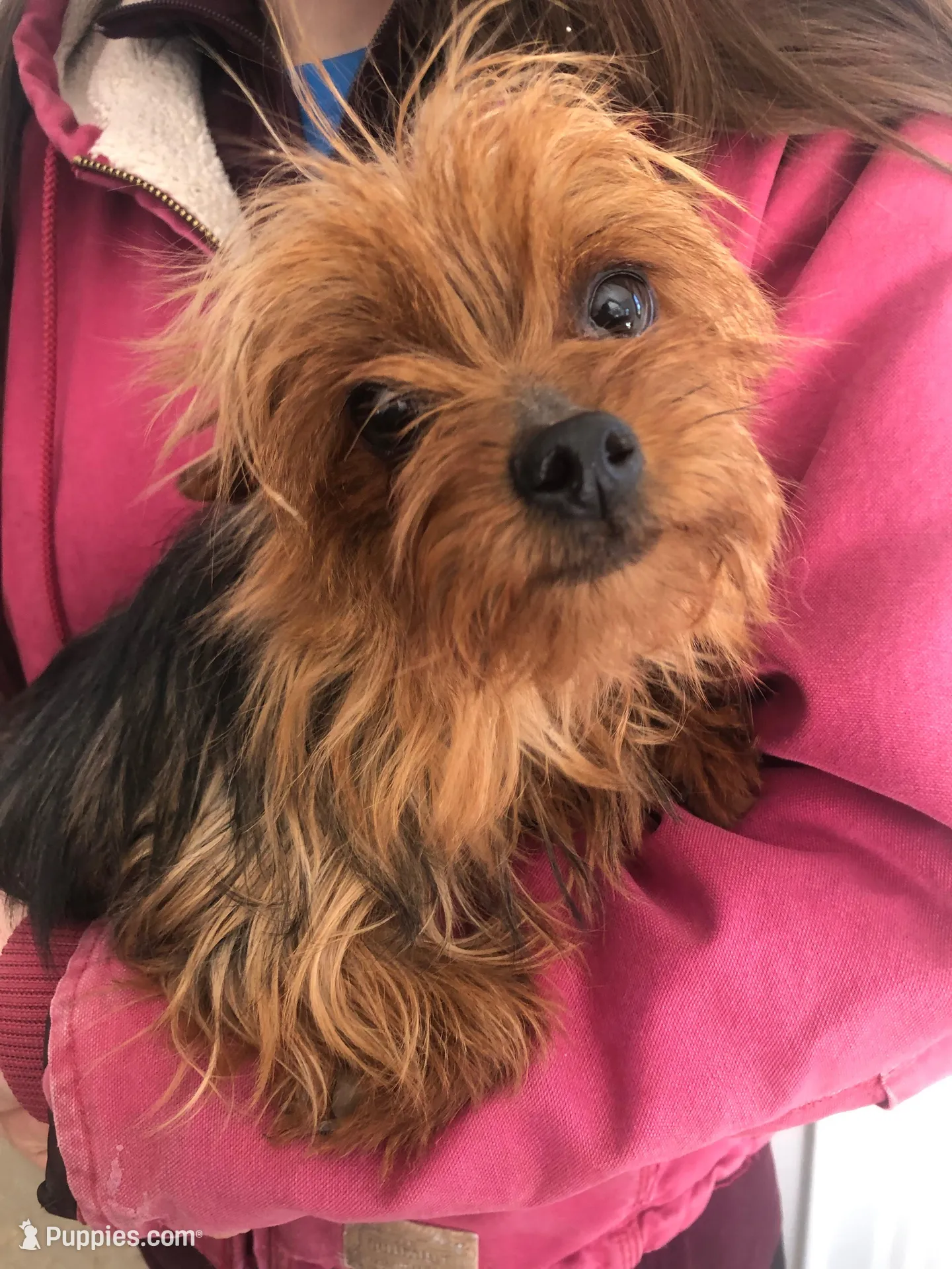 Canyon, a male Yorkshire Terrier for sale in Augusta, WV – 8 of 8