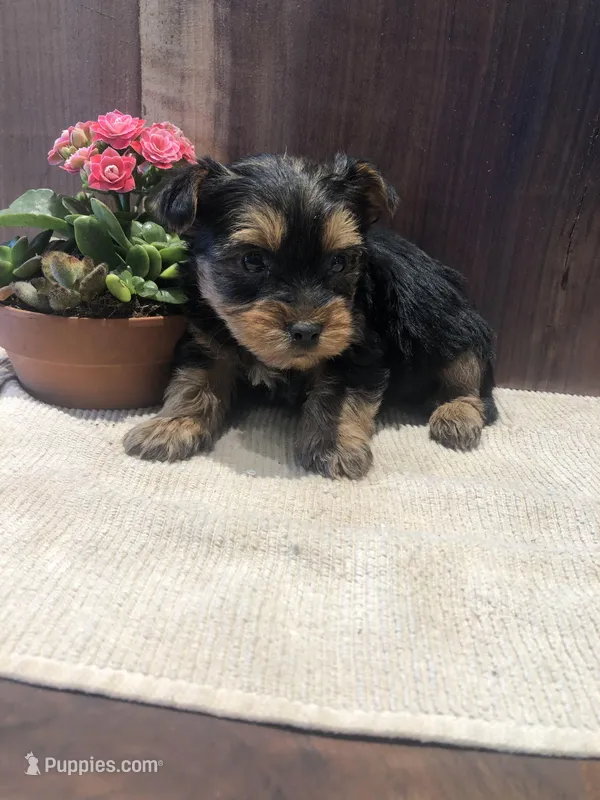 Canyon – Yorkshire Terrier puppy for sale in Augusta, WV