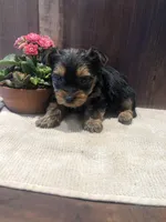 Canyon, a male Yorkshire Terrier for sale in Augusta, WV – Photo 5 of 5