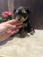 Canyon, a male Yorkshire Terrier for sale in Augusta, WV – Photo 2 of 5