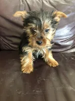 Canyon, a male Yorkshire Terrier for sale in Augusta, WV – 2 of 8