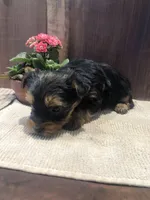 Canyon, a male Yorkshire Terrier for sale in Augusta, WV – Photo 4 of 5