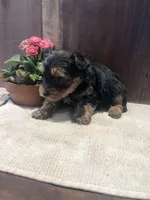 Canyon, a male Yorkshire Terrier for sale in Augusta, WV – Photo 3 of 5