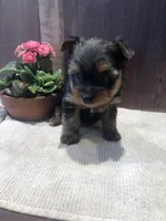 Flora, a female Yorkshire Terrier for sale in Augusta, WV – Photo 4 of 6