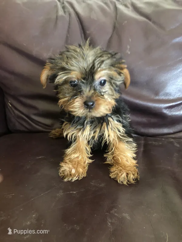 Flora – Yorkshire Terrier puppy for sale in Augusta, WV
