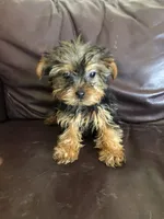 Flora, a female Yorkshire Terrier for sale in Augusta, WV – 1 of 9