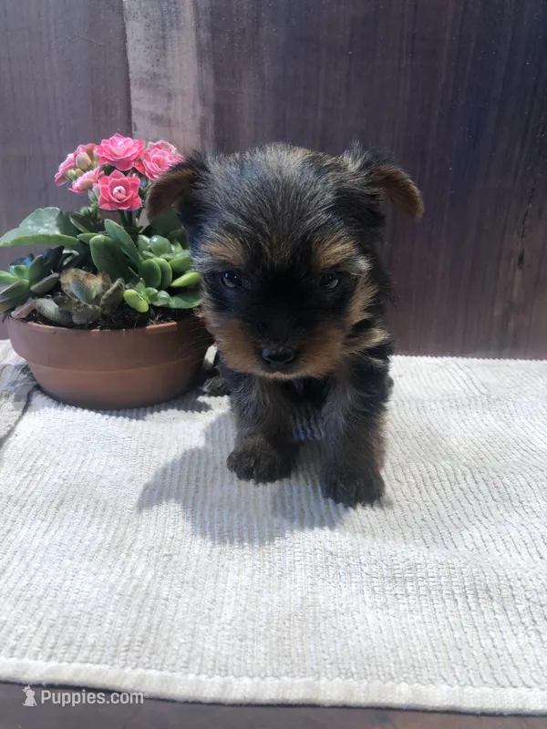 Flora, a female Yorkshire Terrier for sale in Augusta, WV – Photo 1 of 6