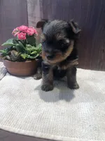 Flora, a female Yorkshire Terrier for sale in Augusta, WV – Photo 2 of 6