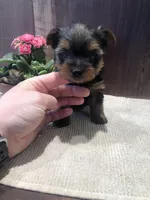 Flora, a female Yorkshire Terrier for sale in Augusta, WV – Photo 5 of 6