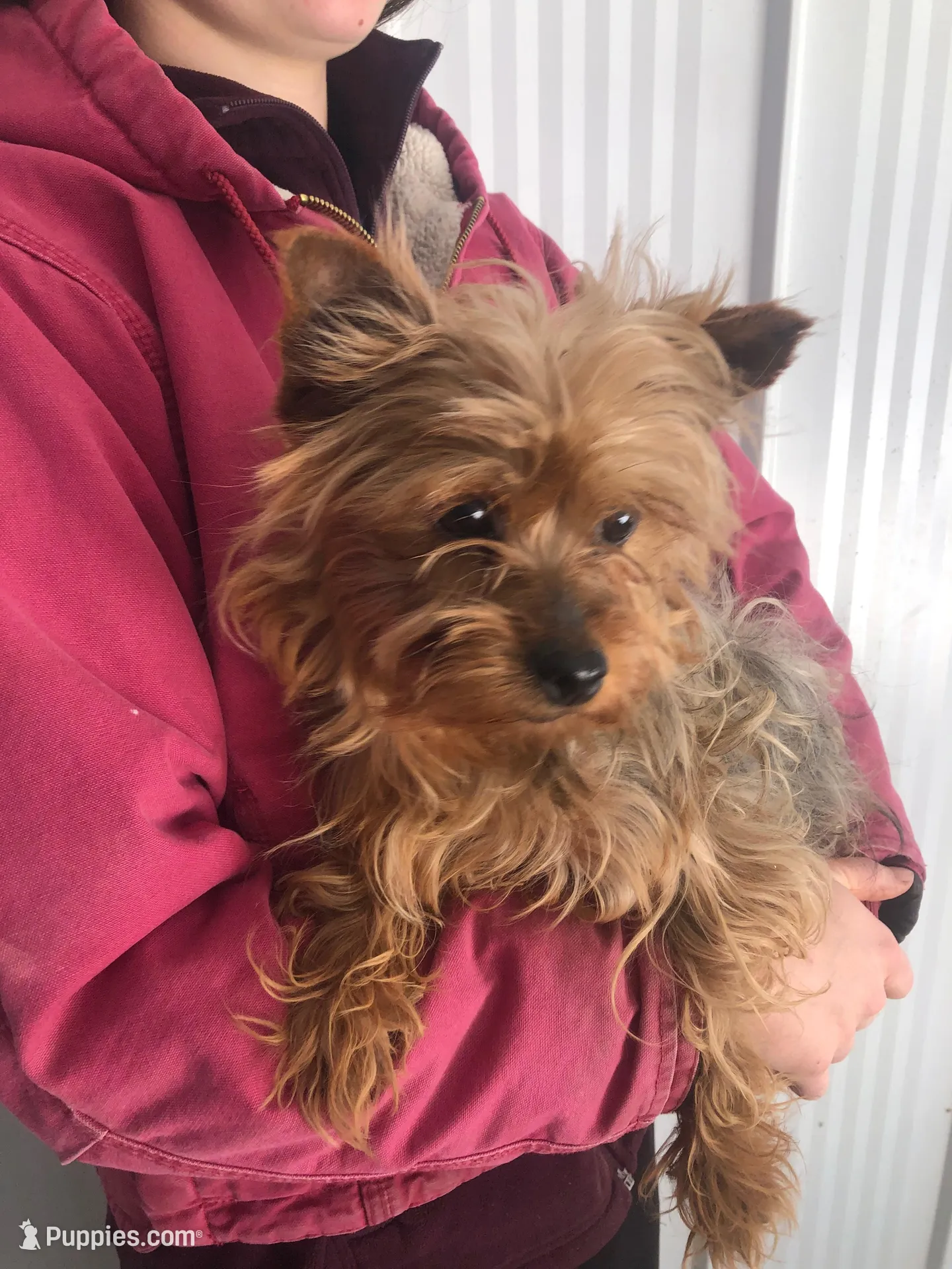 Flora, a female Yorkshire Terrier for sale in Augusta, WV – 9 of 9