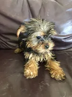 Flora, a female Yorkshire Terrier for sale in Augusta, WV – 2 of 9