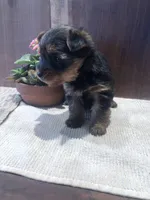 Flora, a female Yorkshire Terrier for sale in Augusta, WV – Photo 6 of 6