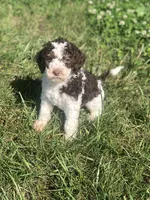 Cutie, a female Goldendoodle for sale in Augusta, WV – 3 of 5