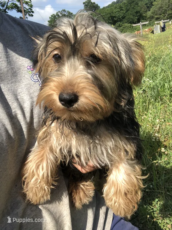 Canyon – Yorkshire Terrier puppy for sale in Augusta, WV