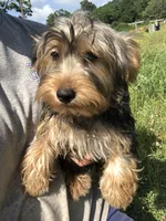Canyon, a male Yorkshire Terrier for sale in Augusta, WV – 1 of 10