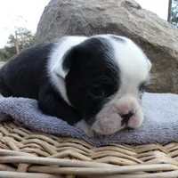 Bow, a male Frenchton for sale in Augusta, WV – Photo 5 of 9