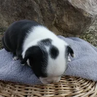 Bow, a male Frenchton for sale in Augusta, WV – Photo 6 of 9