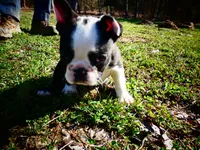 Bow, a male Frenchton for sale in Augusta, WV – Photo 1 of 9