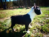 Bow, a male Frenchton for sale in Augusta, WV – Photo 3 of 9