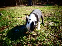 Bow, a male Frenchton for sale in Augusta, WV – Photo 2 of 9