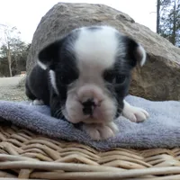 Bow, a male Frenchton for sale in Augusta, WV – Photo 4 of 9