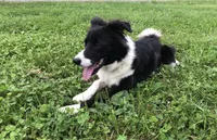 Patty, a female Border Collie for sale in Augusta, WV – 5 of 5