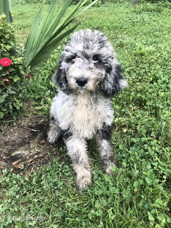 Daisy – Goldendoodle puppy for sale in Augusta, WV