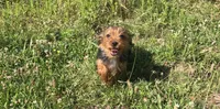 Dakota, a male Yorkshire Terrier for sale in Augusta, WV – 2 of 8