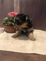 Flint, a male Yorkshire Terrier for sale in Augusta, WV – Photo 4 of 5