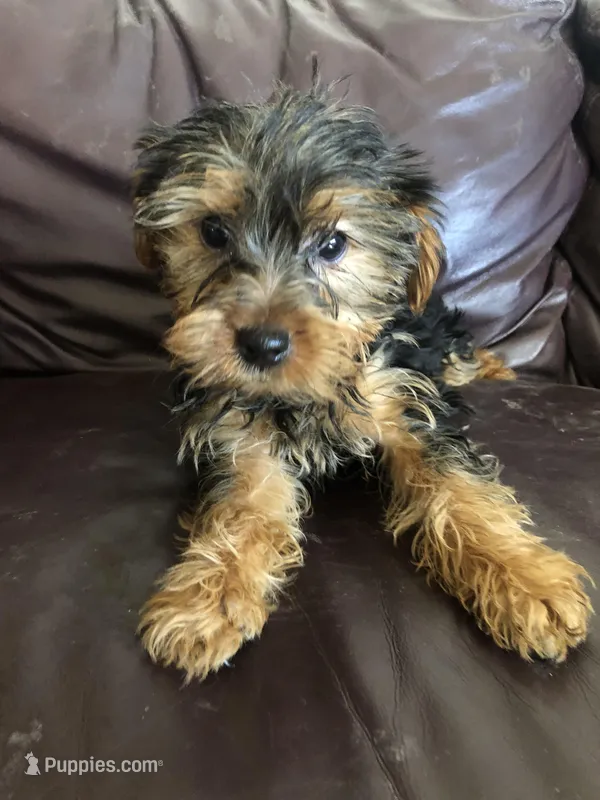 Flint – Yorkshire Terrier puppy for sale in Augusta, WV