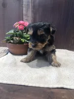 Flint, a male Yorkshire Terrier for sale in Augusta, WV – Photo 2 of 5