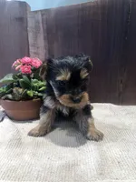 Flint, a male Yorkshire Terrier for sale in Augusta, WV – Photo 5 of 5
