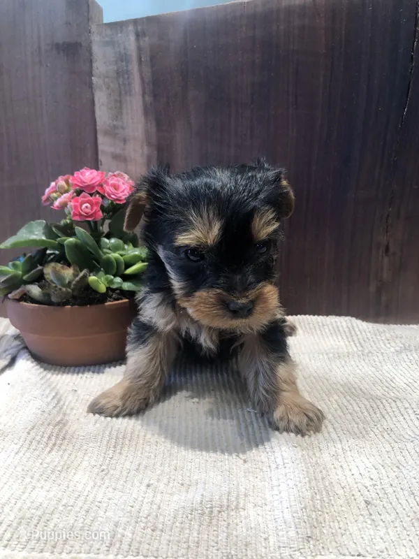 Flint – Yorkshire Terrier puppy for sale in Augusta, WV