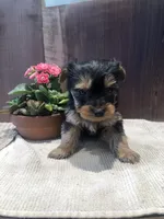 Flint, a male Yorkshire Terrier for sale in Augusta, WV – Photo 3 of 5