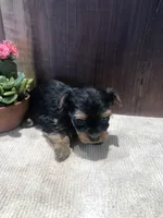 Willow, a female Yorkshire Terrier for sale in Augusta, WV – Photo 4 of 5