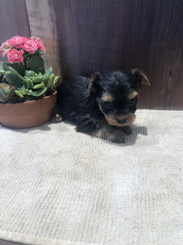 Willow – Yorkshire Terrier puppy for sale in Augusta, WV
