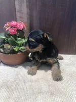 Willow, a female Yorkshire Terrier for sale in Augusta, WV – Photo 3 of 5