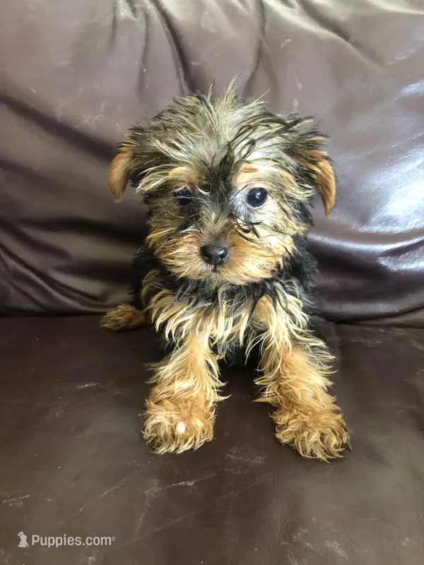 Willow – Yorkshire Terrier puppy for sale in Augusta, WV