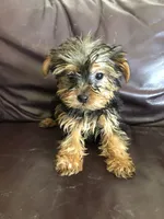 Willow, a female Yorkshire Terrier for sale in Augusta, WV – 1 of 8