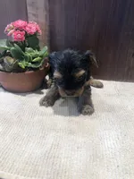 Willow, a female Yorkshire Terrier for sale in Augusta, WV – Photo 2 of 5