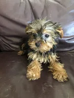 Willow, a female Yorkshire Terrier for sale in Augusta, WV – 2 of 8