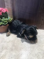 Willow, a female Yorkshire Terrier for sale in Augusta, WV – Photo 5 of 5