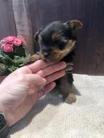 Dakota, a male Yorkshire Terrier for sale in Augusta, WV – Photo 4 of 6