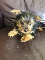 Dakota, a male Yorkshire Terrier for sale in Augusta, WV – 2 of 9