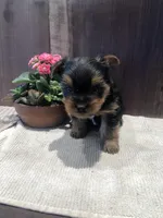 Dakota, a male Yorkshire Terrier for sale in Augusta, WV – Photo 3 of 6