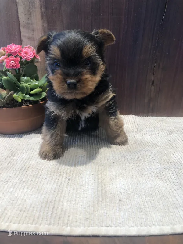 Dakota – Yorkshire Terrier puppy for sale in Augusta, WV