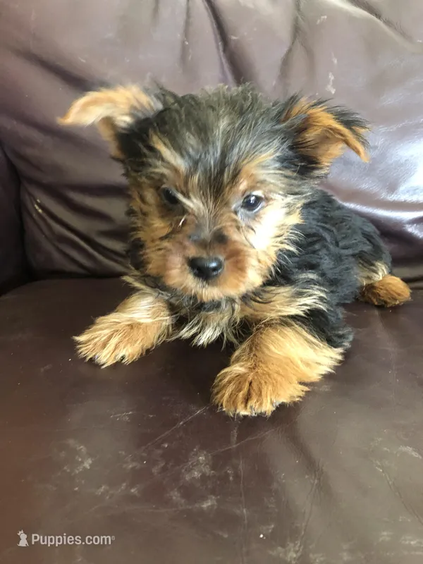 Dakota – Yorkshire Terrier puppy for sale in Augusta, WV